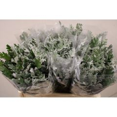 RK SENECIO CIN