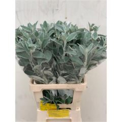 RK SENECIO FULL MOON