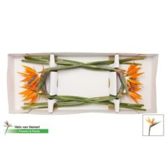 RK STRELITZIA