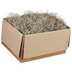 RK TILLANDSIA USNOIDES