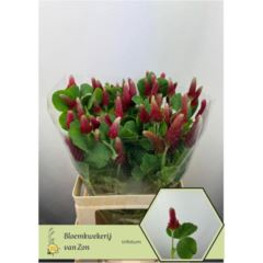 RK TRIFOLIUM