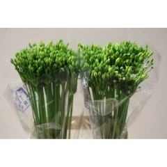 RK TRITELEIA