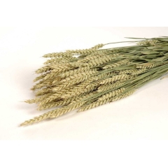 RK TRITICUM-TARWE