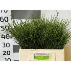 RK VACCINIUM MYRTILLUS SVAZEK