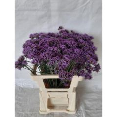 RK VERBENA