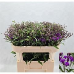 RK VERNONIA