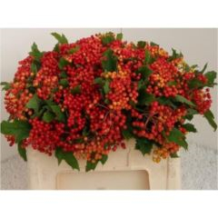 RK VIBURNUM OP COMPACTUM