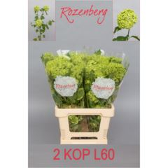 RK VIBURNUM ROSEUM