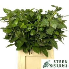 RK VIBURNUM TINUS