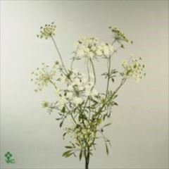 RK AMMI VISNAGA BARVA