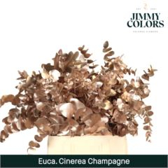 RK EUCAL.CINEREA MET. CHAMPAGNE