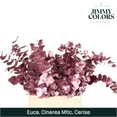 RK EUCAL.CINEREA MET.CERISE