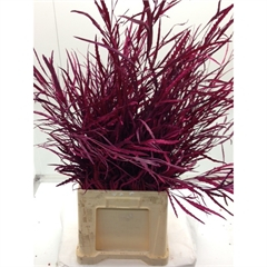 RK GREVILLEA CERISE