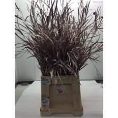 RK GREVILLEA MET. CHAMPAGNE