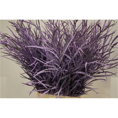 RK GREVILLEA FIAL. MILKA *ND