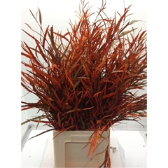 RK GREVILLEA OR. *ND