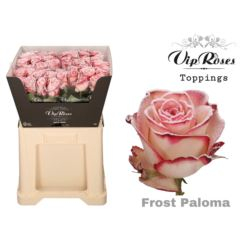 RK-RUŽE VH FROST PALOMA