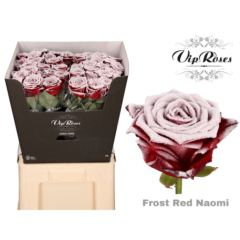RK-RUŽE VH FROST RED NAOMI