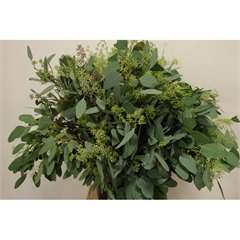 RK EUCAL.POPULUS BEEREN