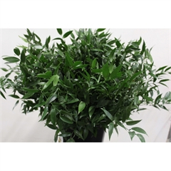 RK RUSCUS ITALSKÝ EX 300-400G KURZ