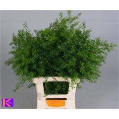 RK ZELEN ASPARAGUS DENSIFLORUS