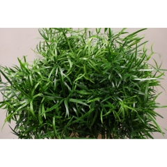 RK ZELEN ASPARAGUS FALCATUS
