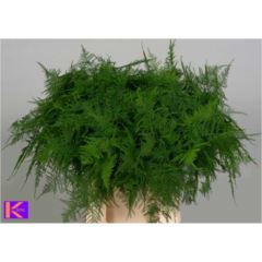 RK ZELEN ASPARAGUS SETACEAUS KRÁTKÝ
