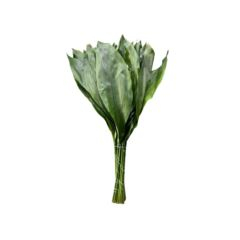 RK ZELEN ASPIDISTRA SUPER 80/90CM