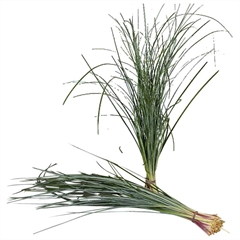 RK ZELEN BEARGRASS