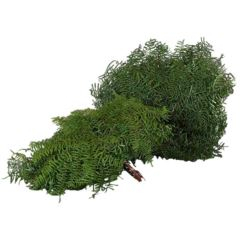 RK ZELEN CORAL FERN