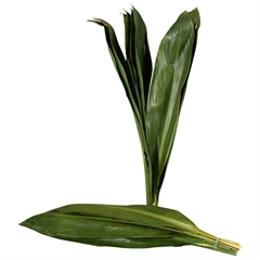 RK ZELEN CORDYLINE GREEN TIE
