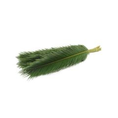 RK ZELEN CYCAS LIST