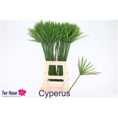 RK ZELEN CYPERUS