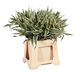 RK ZELEN DRACENA SANDERIANA