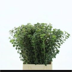 RK ZELEŇ EUONYMUS