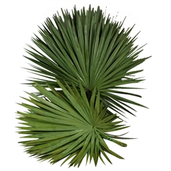 RK ZELEN CHAMAEROPS PALM.LIST