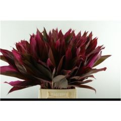 RK ZELEN LIST CORDYLINE TIPS RED