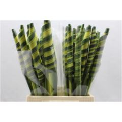 RK ZELEN LIST PANDANUS