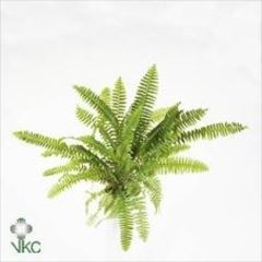 RK NEPHROLEPIS