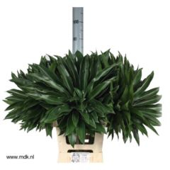 RK ZELEN PHILODENDRON FUN BUN