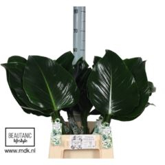 RK ZELEN PHILODENDRON GREEN BEAUTY