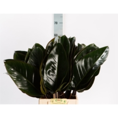 RK ZELEN PHILODENDRON RED BEAUTY