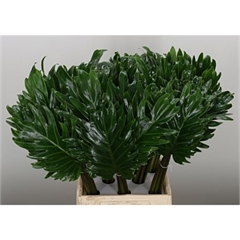 RK ZELEN PHILODENDRON XANADU