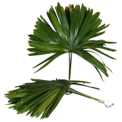 RK ZELEN RHAPIS SVAZEK