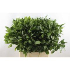 RK ZELEN RUSCUS 70CM ISR