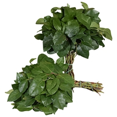 RK ZELEN SALAL MINI