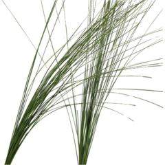 RK ZELEN STEELGRASS