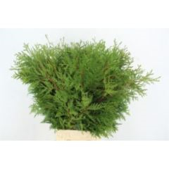 RK ZELEN THUJA