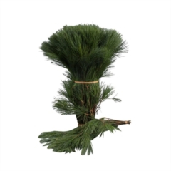 RK ZELEN PINUS STROBUS KUSOVÝ