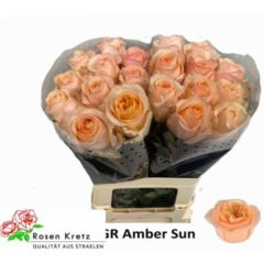 RK-RUŽE VH AMBER SUN